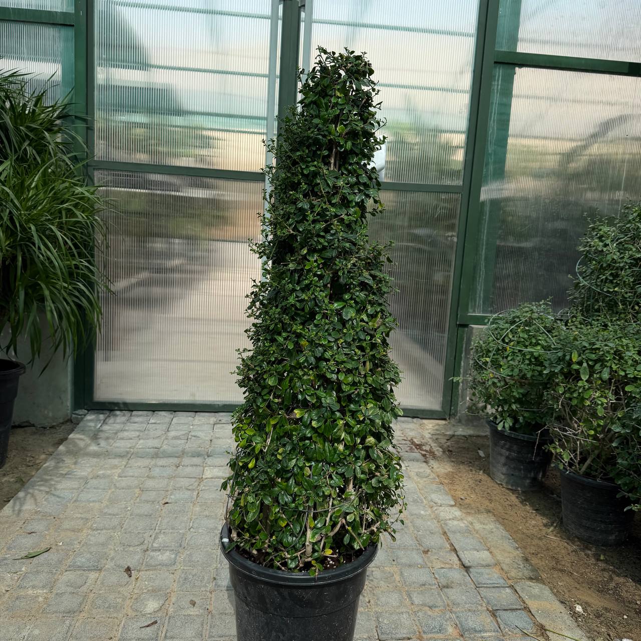 Rubber Plant