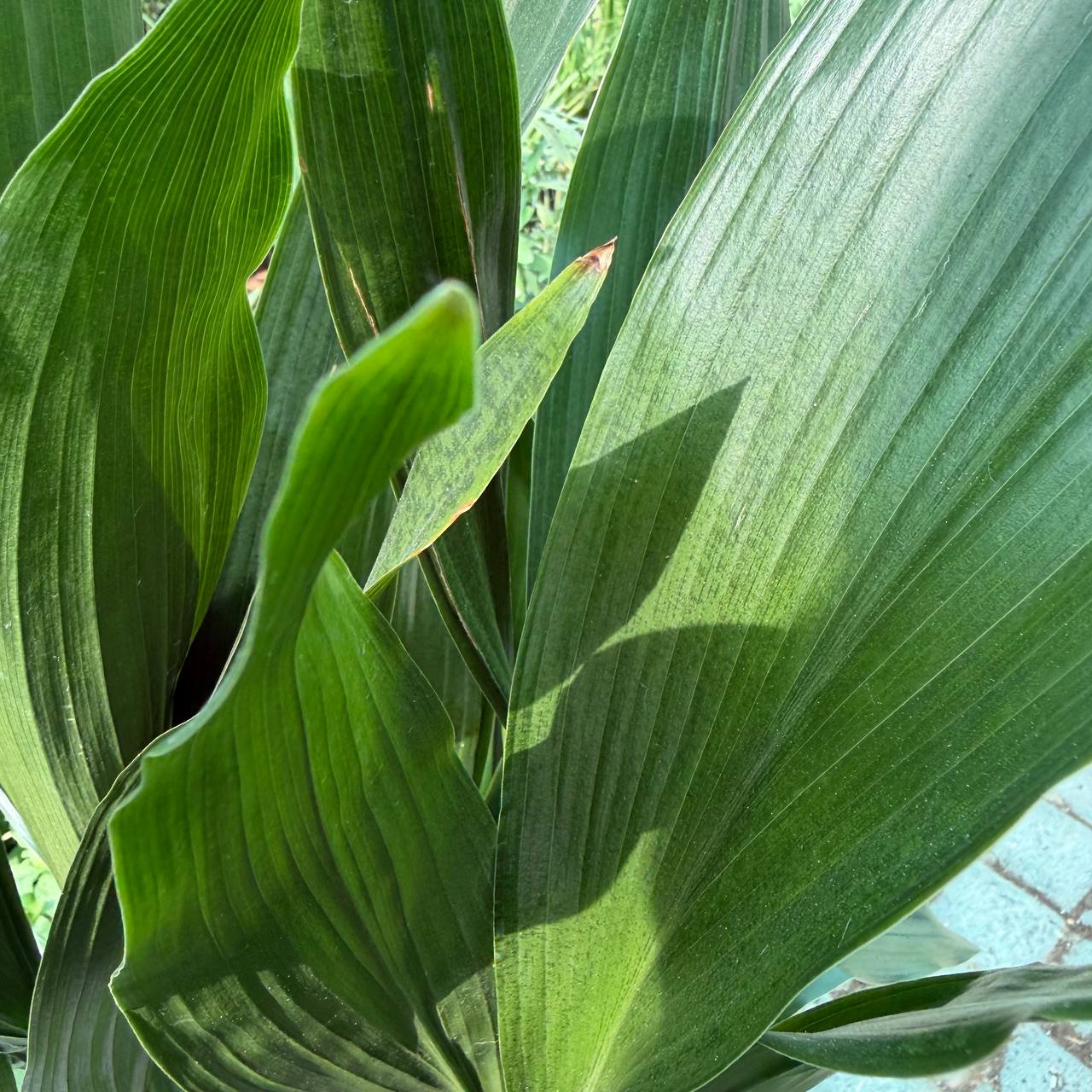 Cast Iron Plant