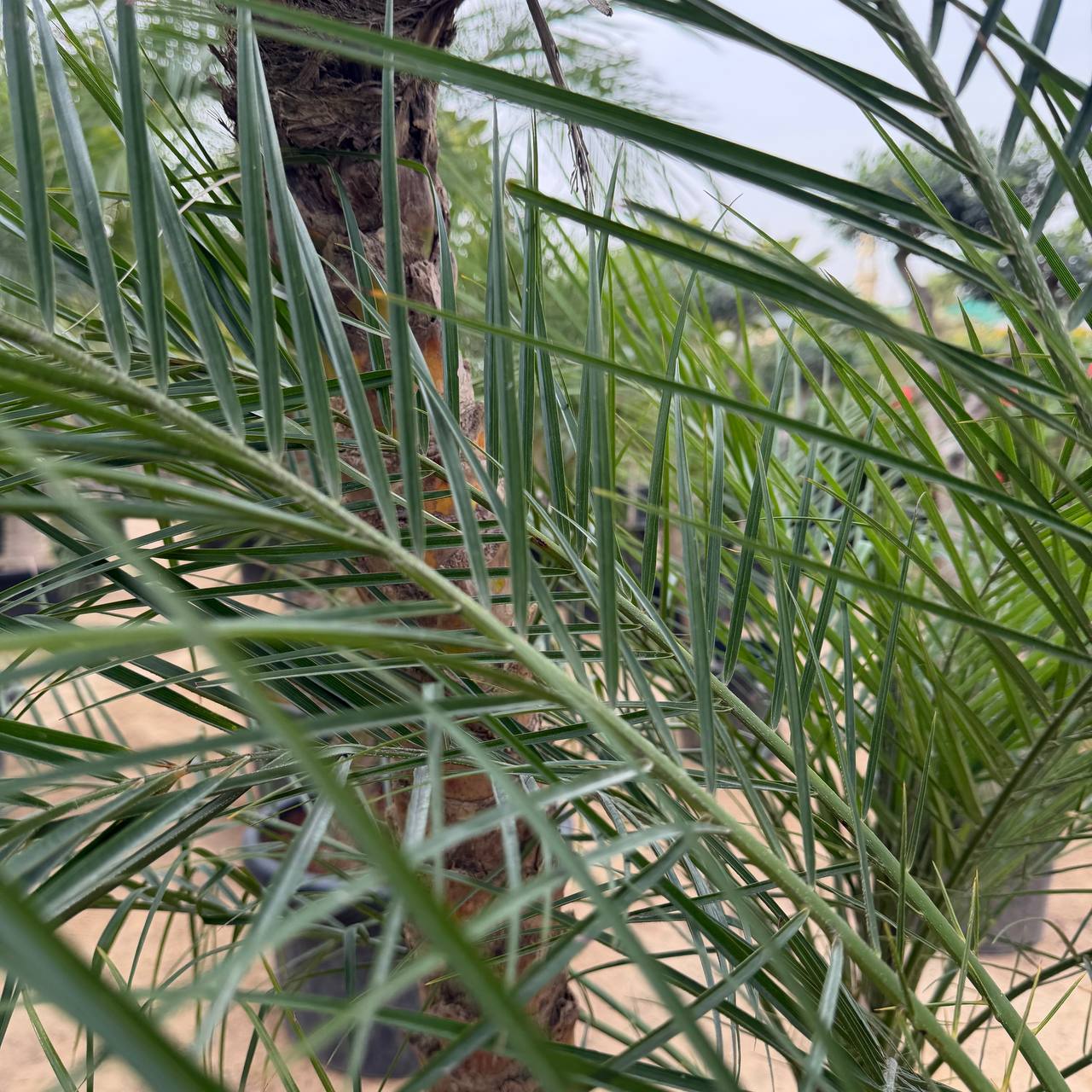 Finics palm