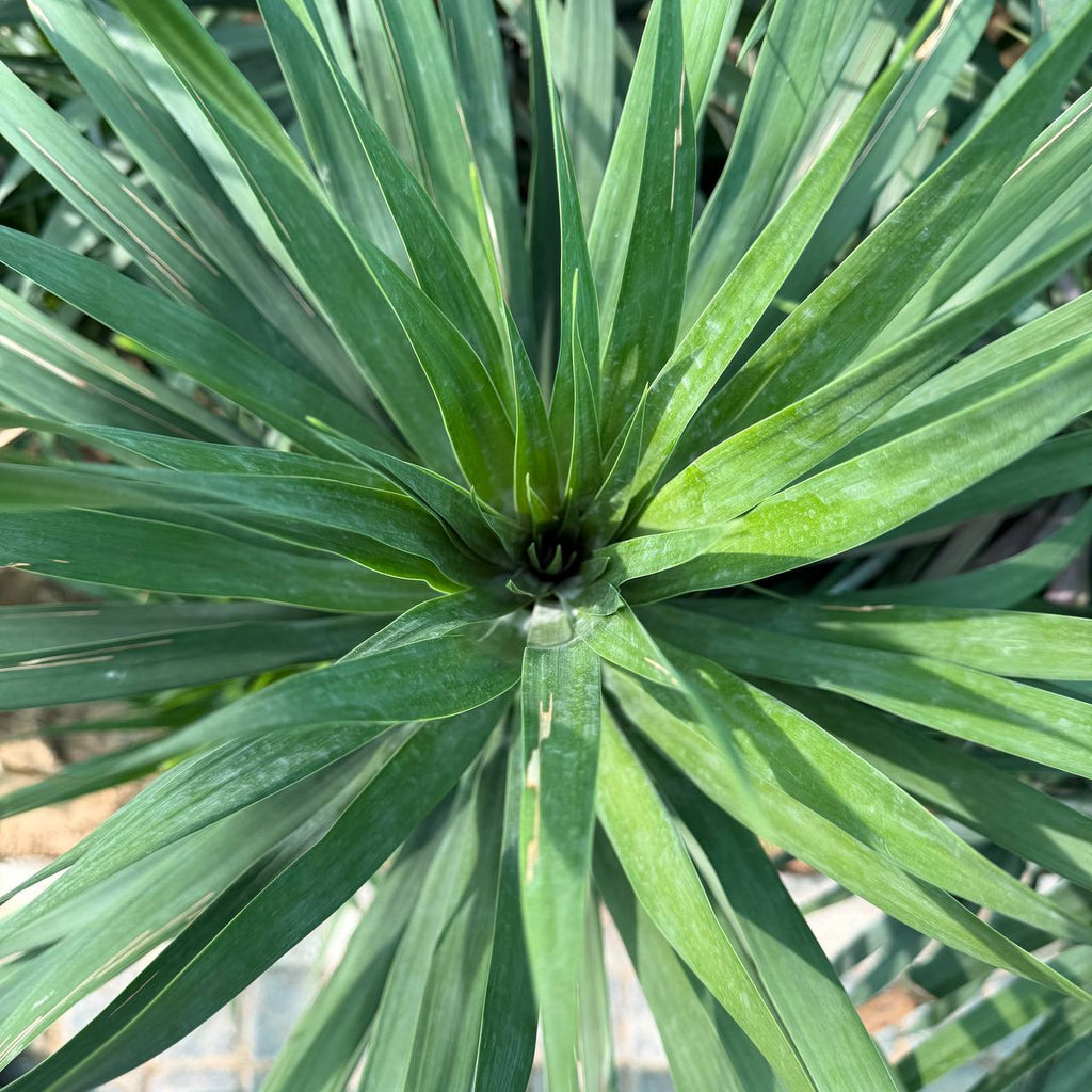 Dracena Draco