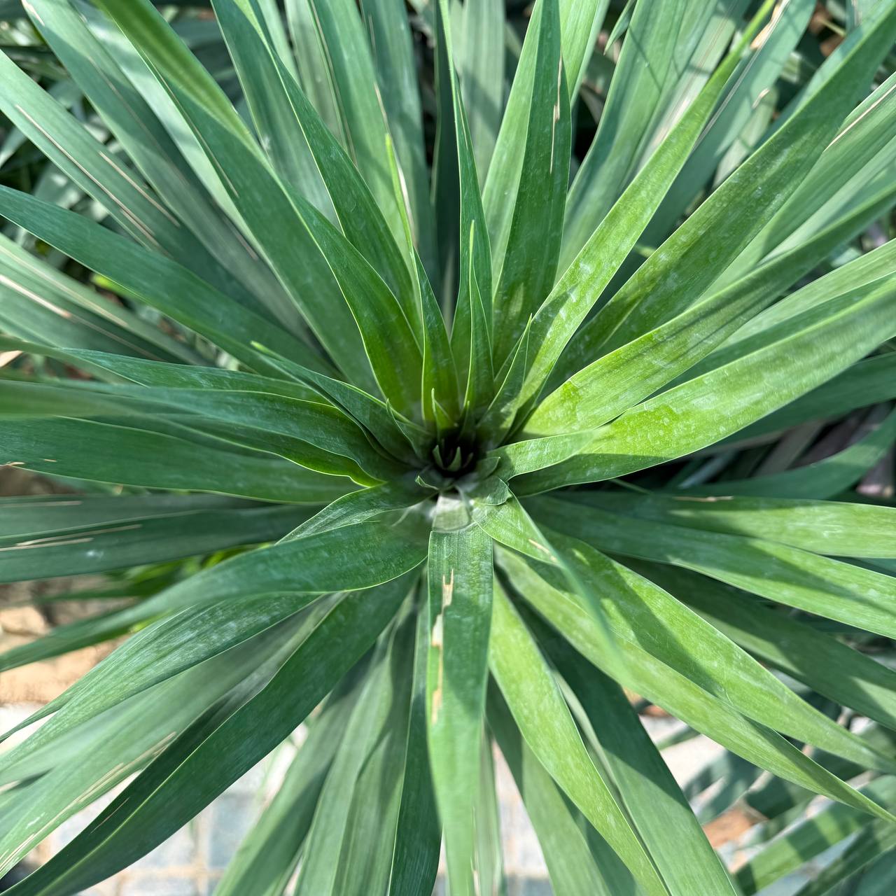 Dracena Draco