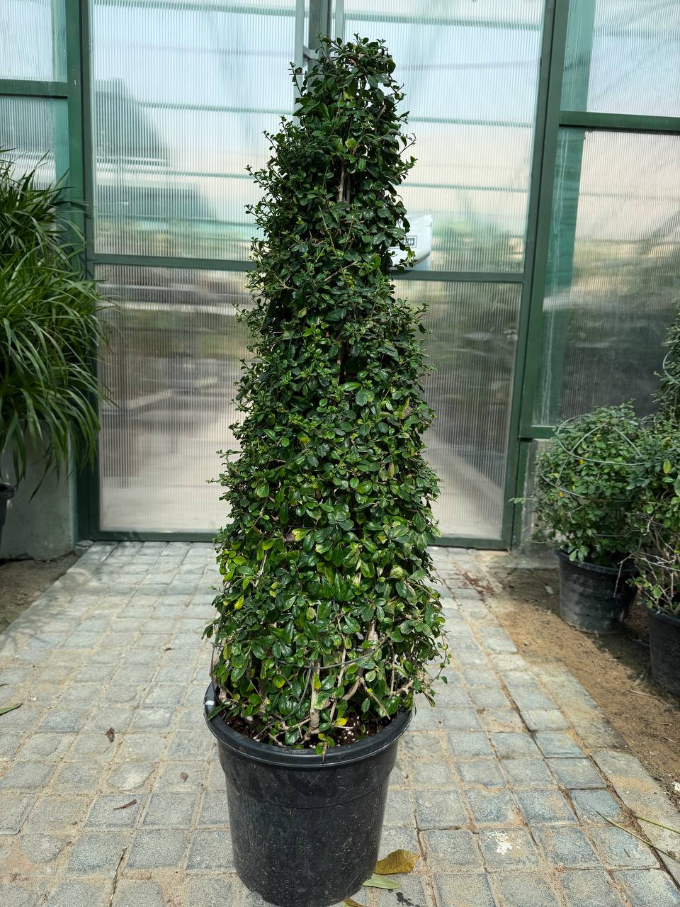 Rubber Plant
