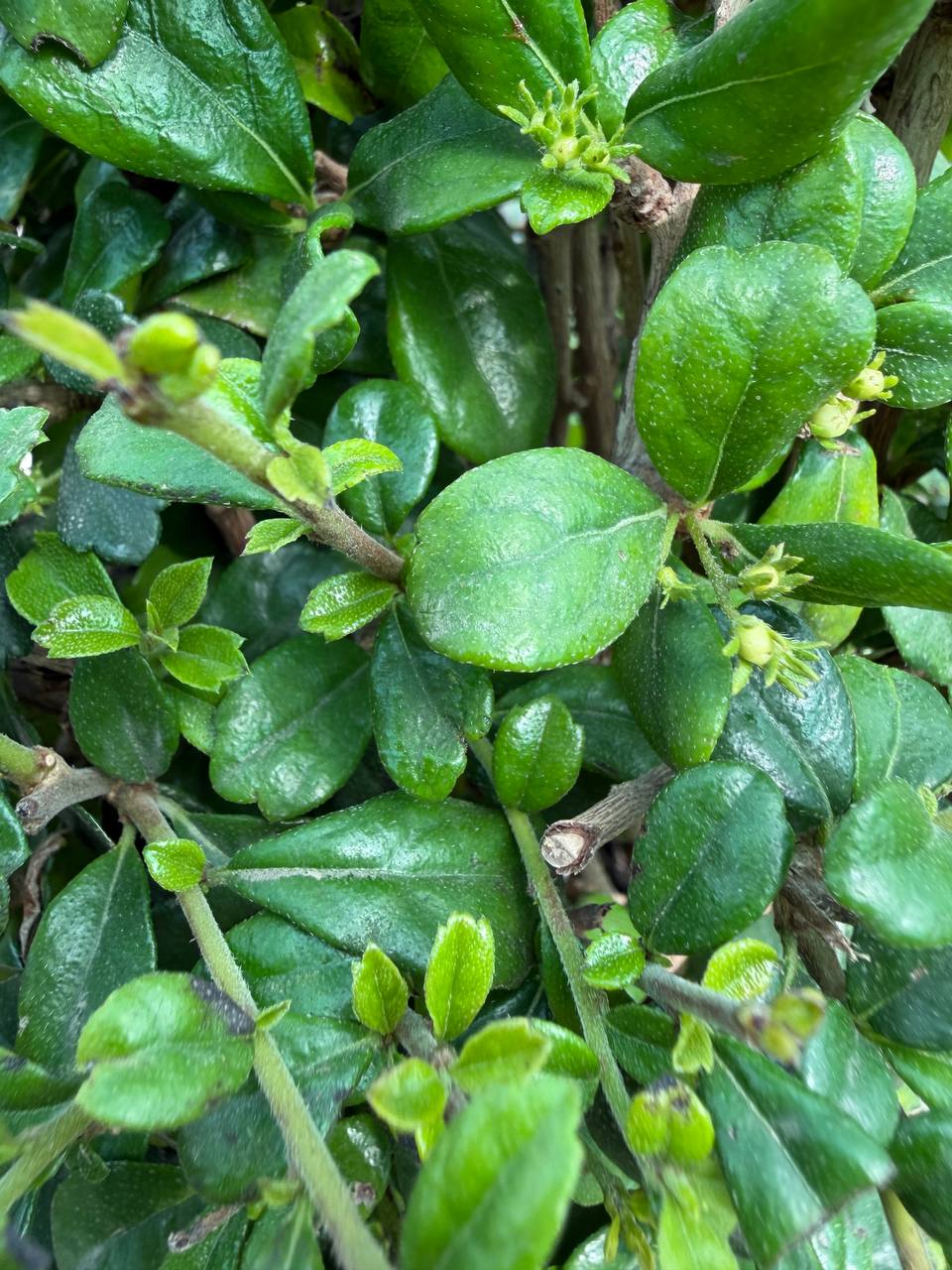 Rubber Plant
