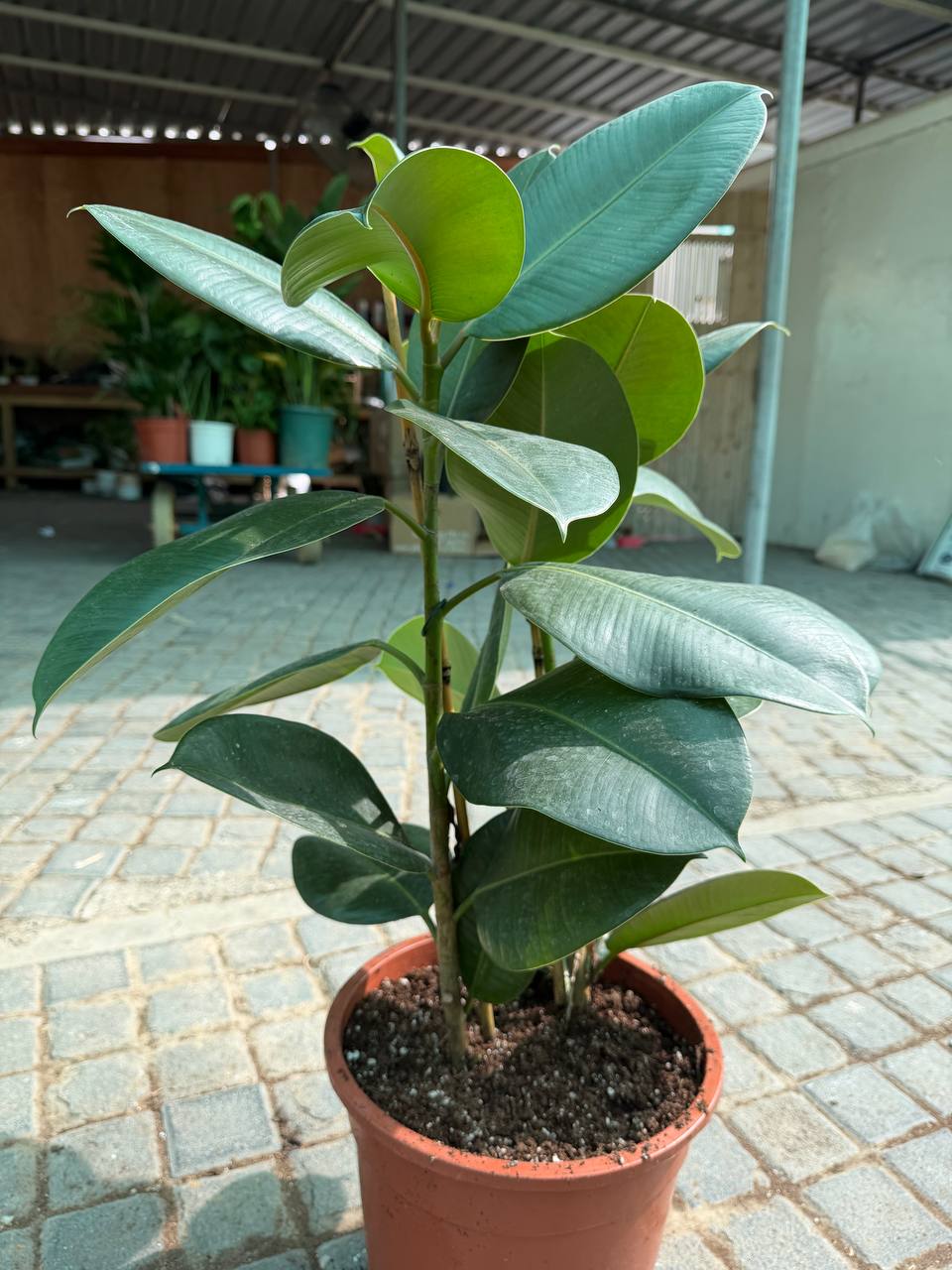 Rubber Plant