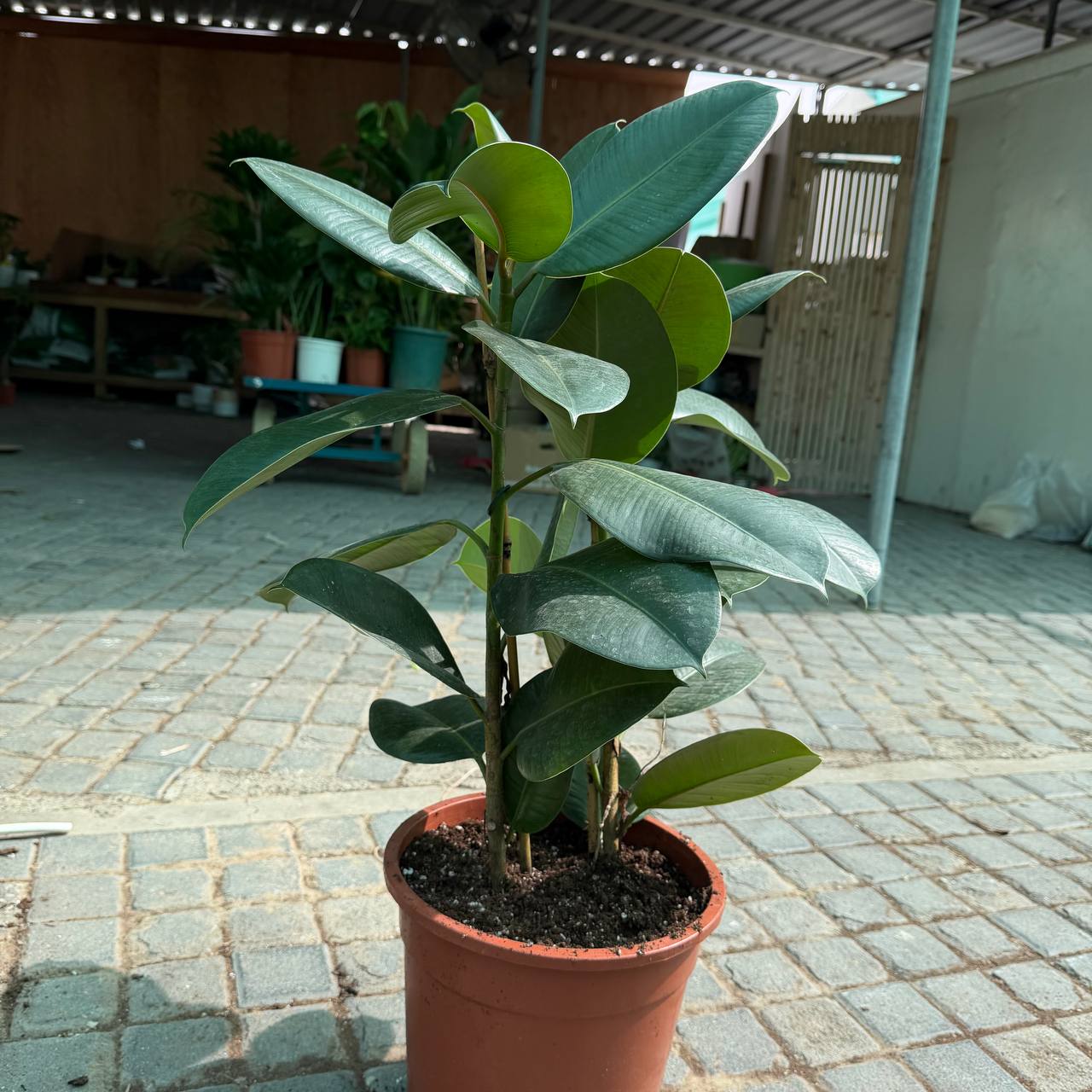 Rubber Plant